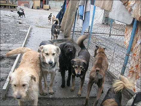 В Новой Ладоге за год отловлено 44 собаки